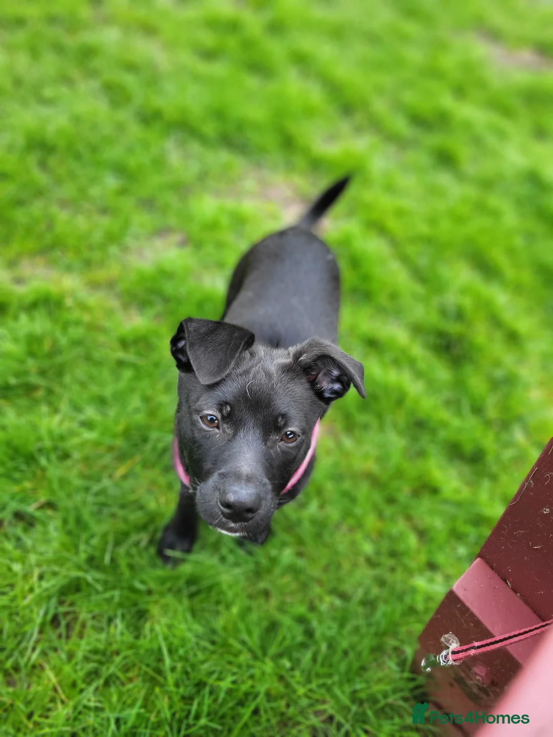 Mixed Breed dogs for sale: Staffie X Pomeranian Puppy - Advert 7