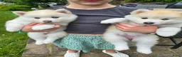 Pomsky dogs for sale: ​3 Stunning Blue-Eyed Pomsky Princesses in Addlestone - Advert 16