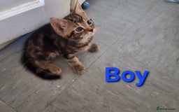Mixed Breed cats for sale: Beautiful kittens for sale  - Image 3