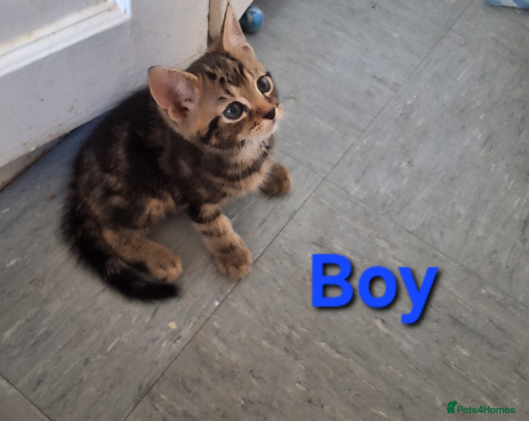 Mixed Breed cats for sale: Beautiful kittens for sale  - Image 3