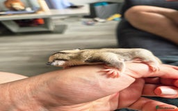 Sugar Glider rodents for sale: 4 baby sugar gliders ready 13th sept price each  - Image 18