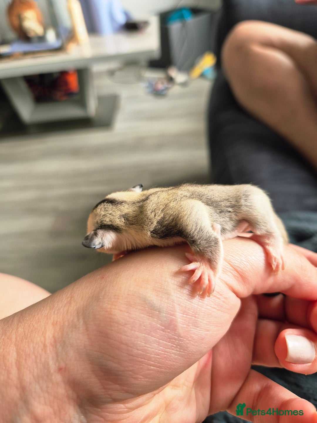 Sugar Glider rodents for sale: 4 baby sugar gliders ready 13th sept price each  - Image 18