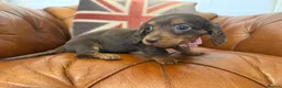 Miniature Dachshund dogs for sale: Stunning Longcoats 5 Star Reviews 5 Star Licensed - Advert 6