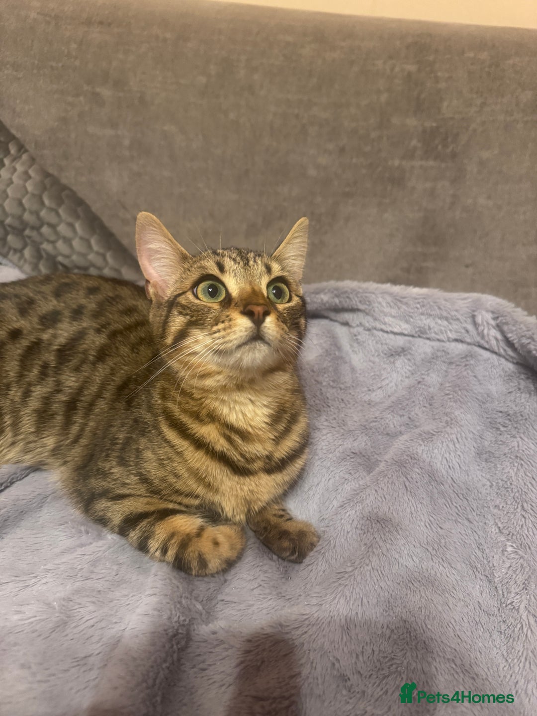 Bengal cats for sale: Bengal cat for sale - Advert 3