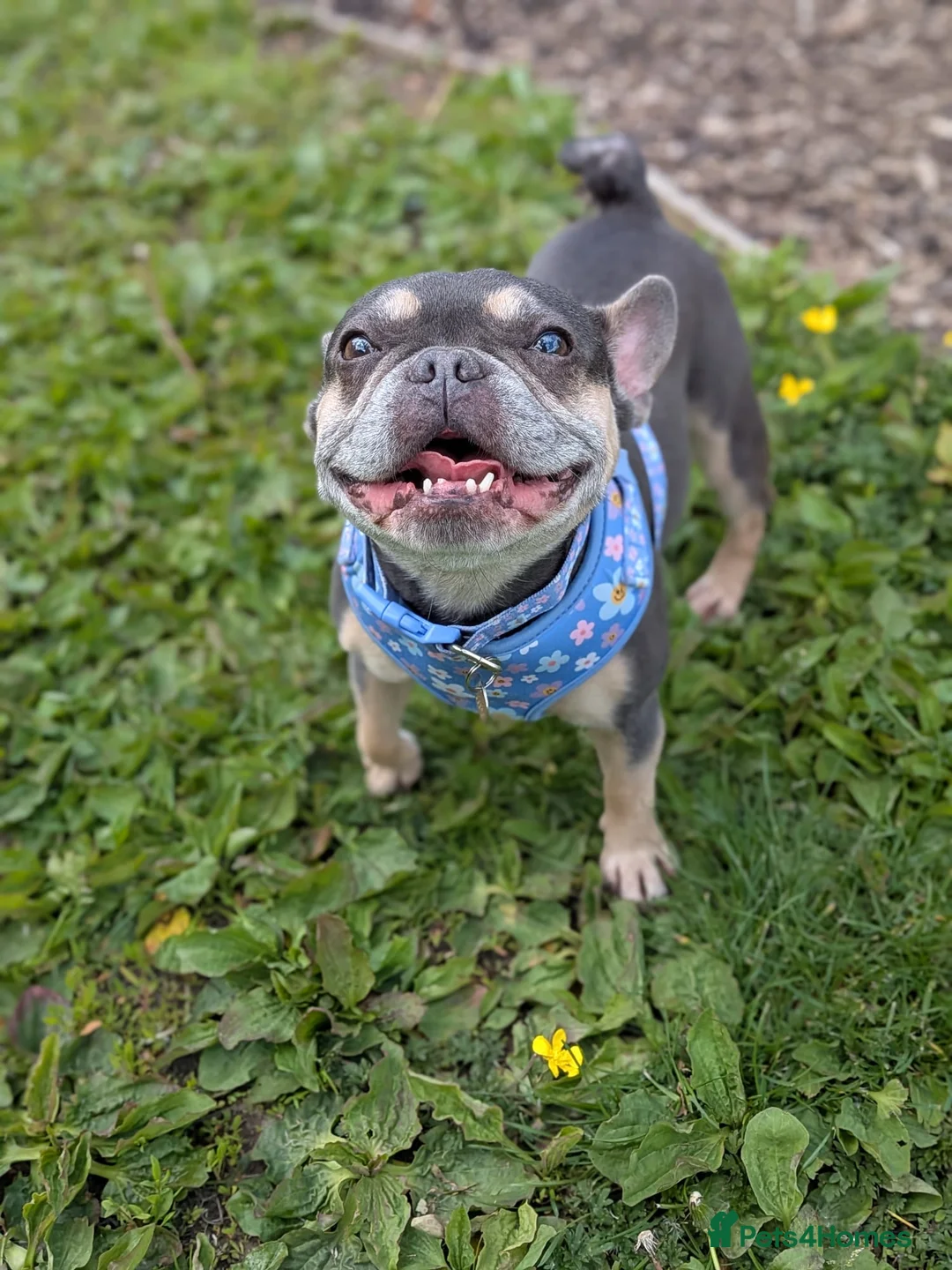 French Bulldog dogs for adoption: Lyla  - Advert 1