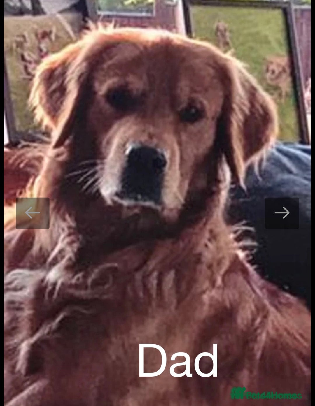 Golden Retriever dogs for sale: KC DNA tested gorgeous golden retriever puppies  - Advert 28