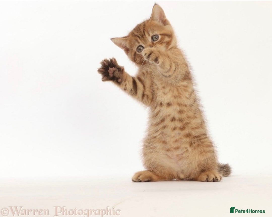 British Shorthair cats for sale: Stunning British shorthair - Image 21