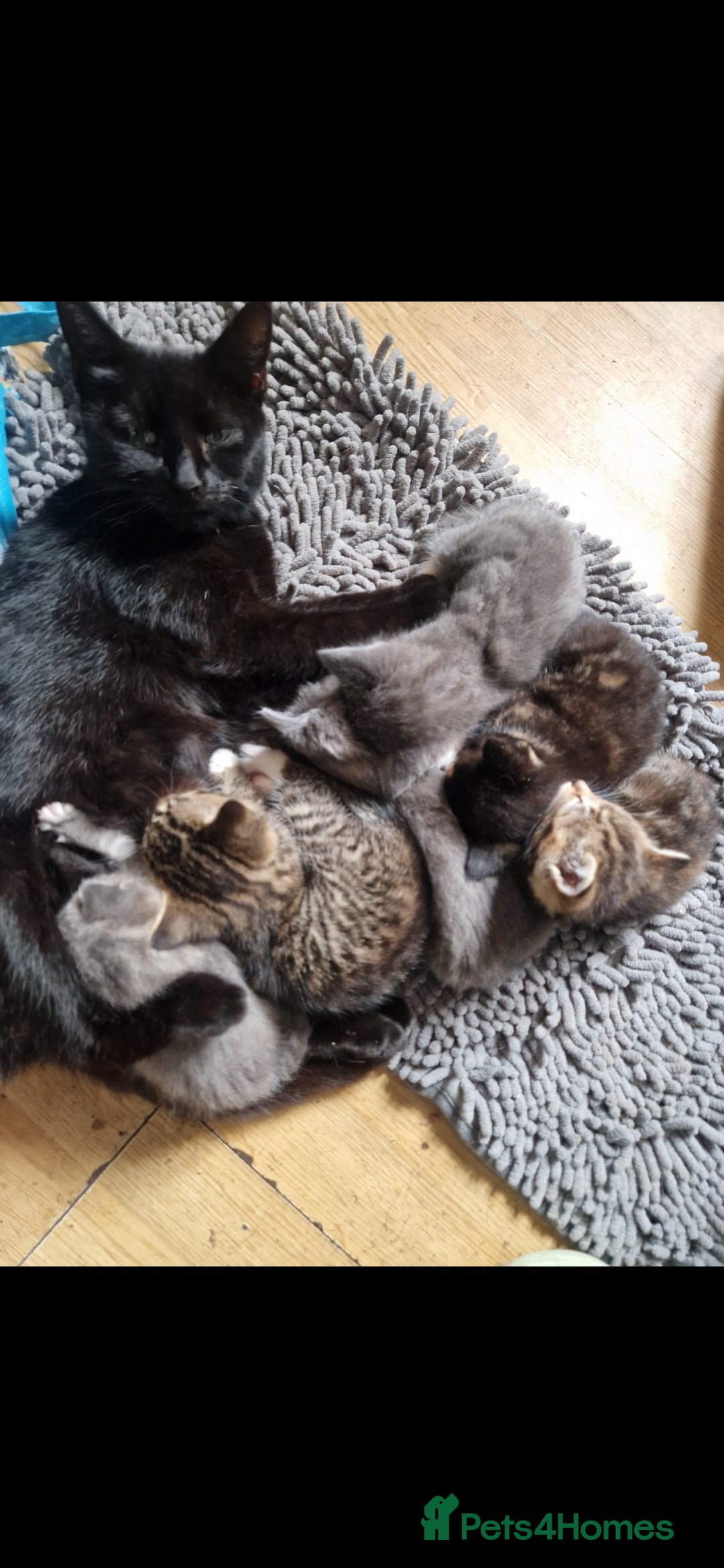 Mixed Breed cats Mixed bundle of cuties - Advert 2