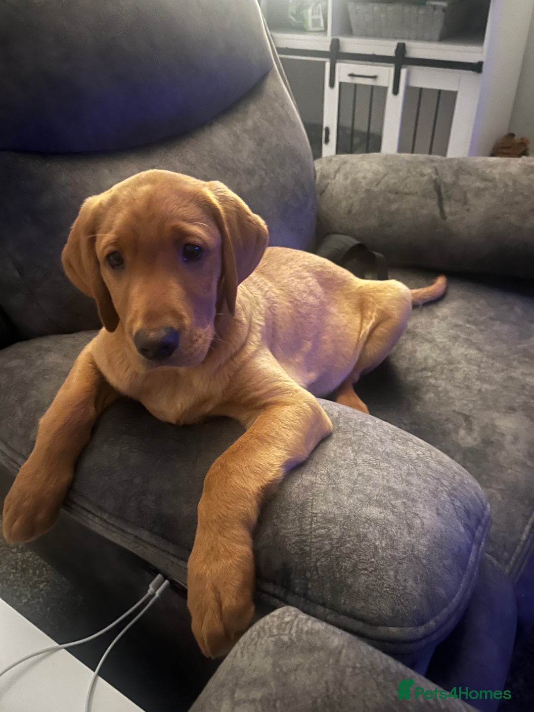 Labrador Retriever dogs for sale: Gorgeous KC reg pedigree red lab puppy  - Advert 2