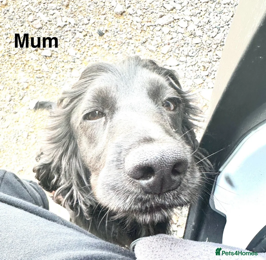 Cockalier dogs for sale: Cocker Spaniel Cavalier King Charles Puppy puppies - Advert 16