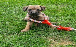 Border Terrier dogs for sale: Border terrier  - Image 5
