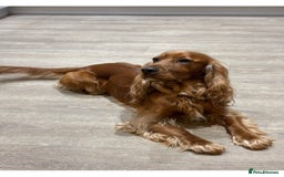 Cocker Spaniel dogs for stud: Proven Beautiful cocker stud available ❤️ in Barnsley - Image 9