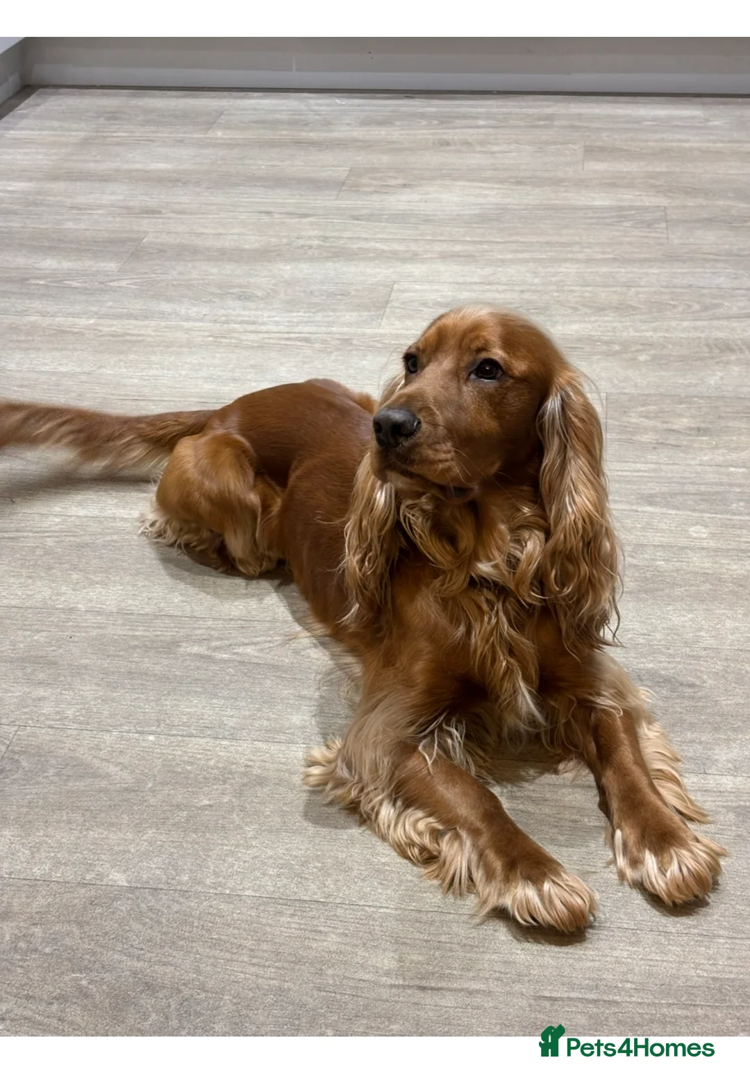 Cocker Spaniel dogs for stud: Proven Beautiful cocker stud available ❤️ in Barnsley - Advert 10