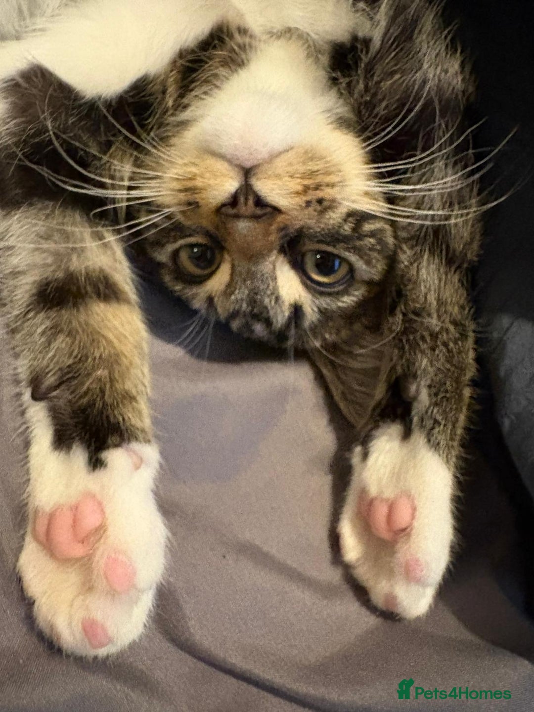 Mixed Breed cats for sale: 6-Month-Old Male Cat – Playful & Affectionate - Advert 4