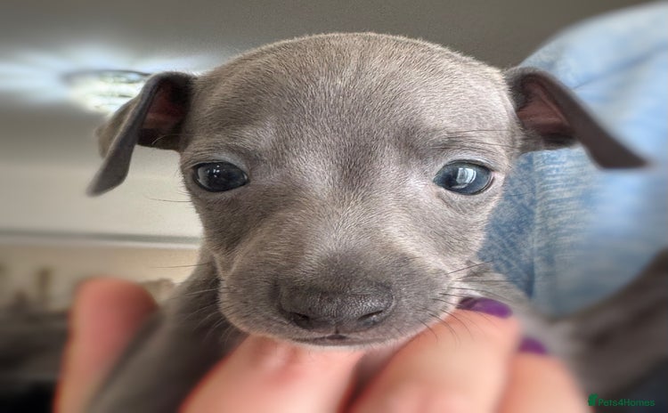 Italian Greyhound dogs - Advert 1