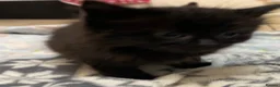 Mixed Breed cats for sale: 5 fluffy kittens looking for their forever homes  - Advert 11