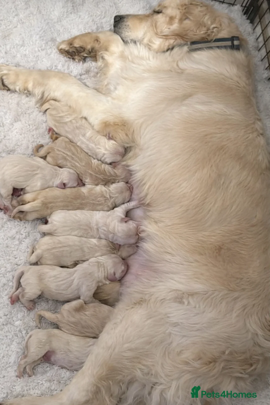 Golden Retriever dogs for sale: Beautiful, DNA tested - Golden Retriever Puppies  - Advert 11