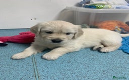 Golden Retriever dogs for sale: Gorgeous KC reg Golden Retriever Puppies - Image 13