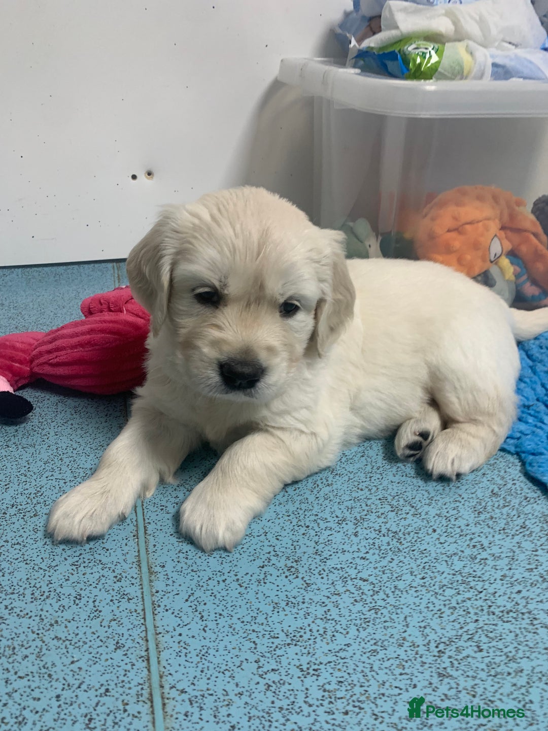 Golden Retriever dogs for sale: Gorgeous KC reg Golden Retriever Puppies - Image 13