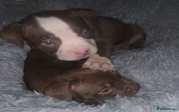 American Bully dogs for sale: pocket bully pups looking for there forever home  - Image 17