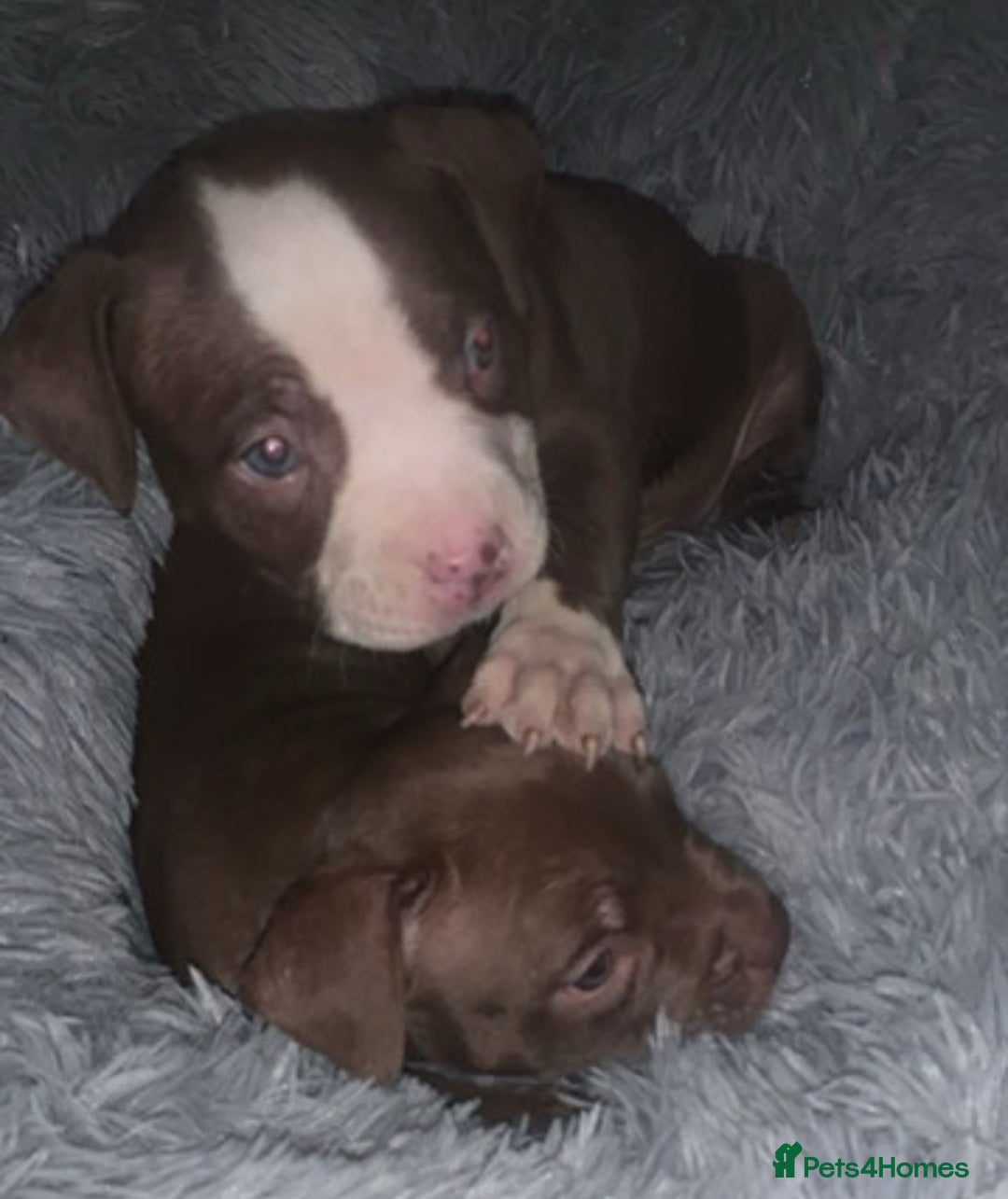 American Bully dogs for sale: pocket bully pups looking for there forever home  - Image 17