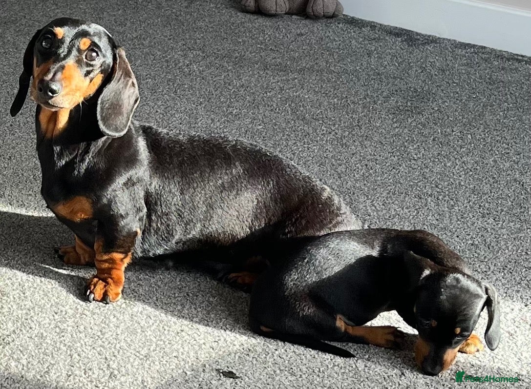 Miniature Dachshund dogs Beautiful little girl. - Advert 2