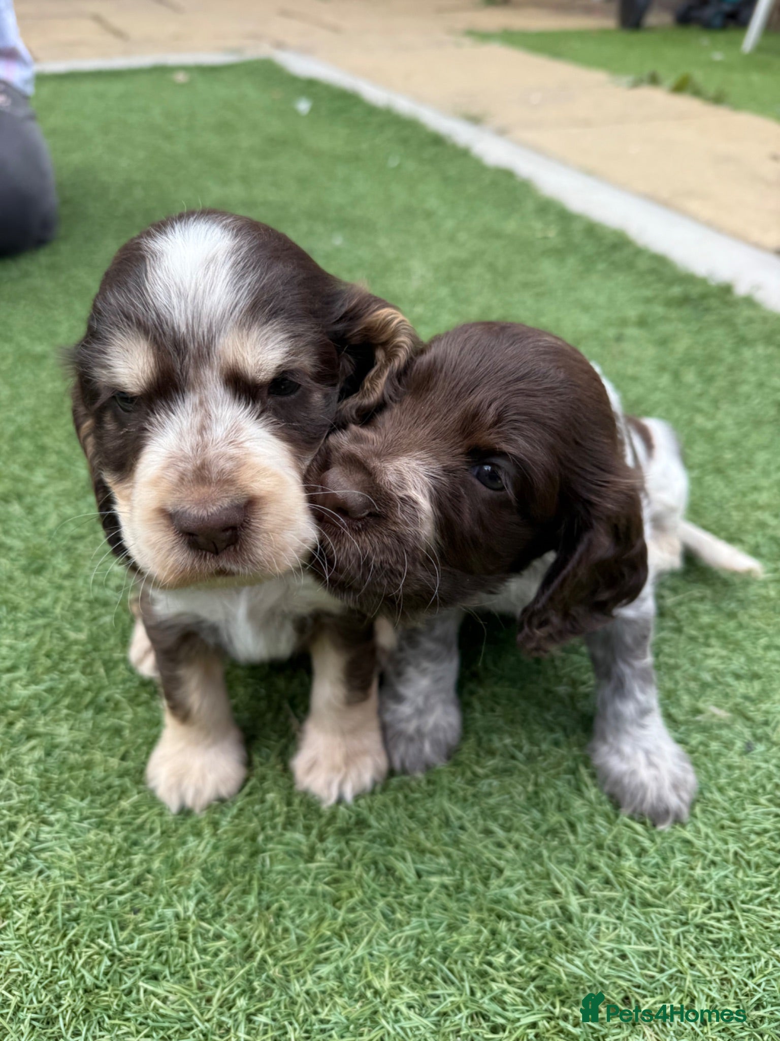 Cocker Spaniel dogs Beautiful litter of Show cocker spaniels - Advert 1