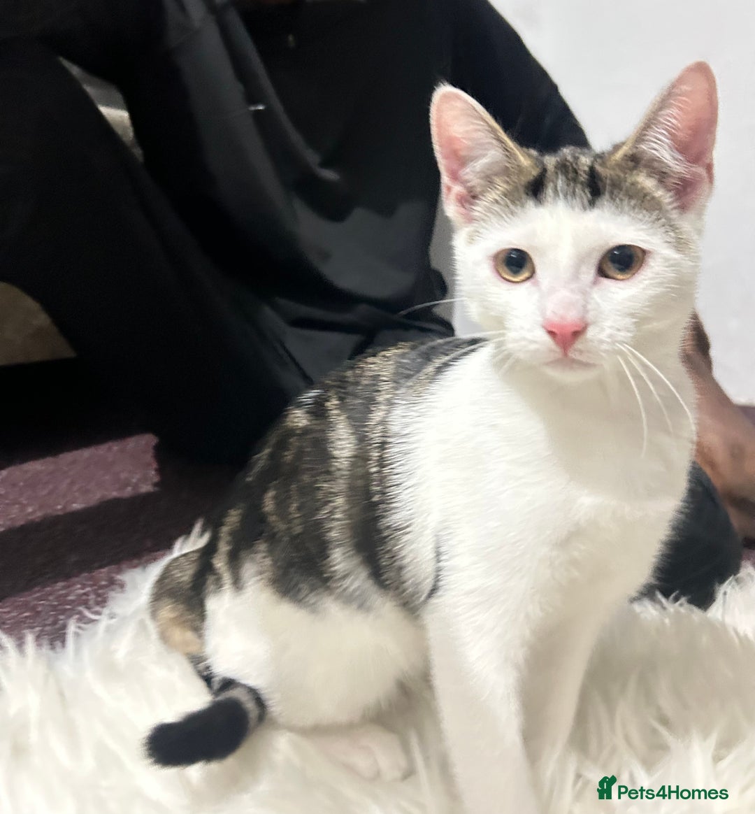 Toyger cats for sale: 3 beautiful toyger kittens ready to go!  - Advert 12