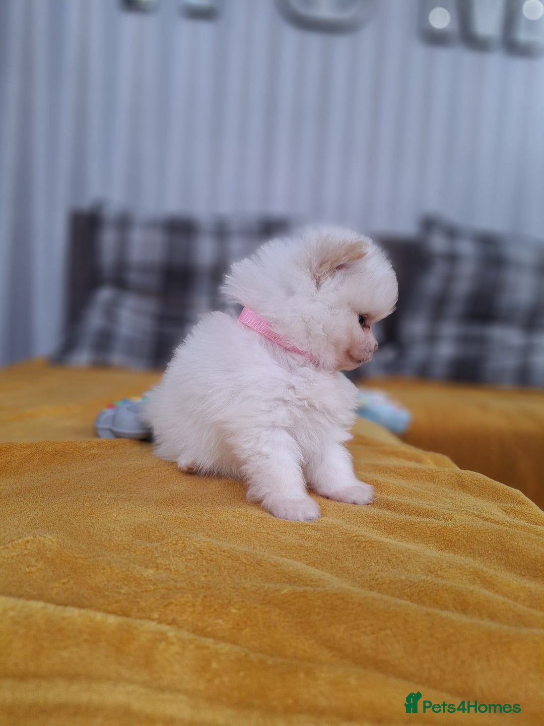 Pomeranian dogs for sale: Exellent quality mini ** pomeranian puppies  - Image 18