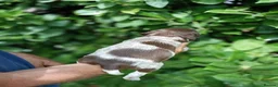 Mixed Breed dogs for sale: Pointer x Brittany  - Advert 12