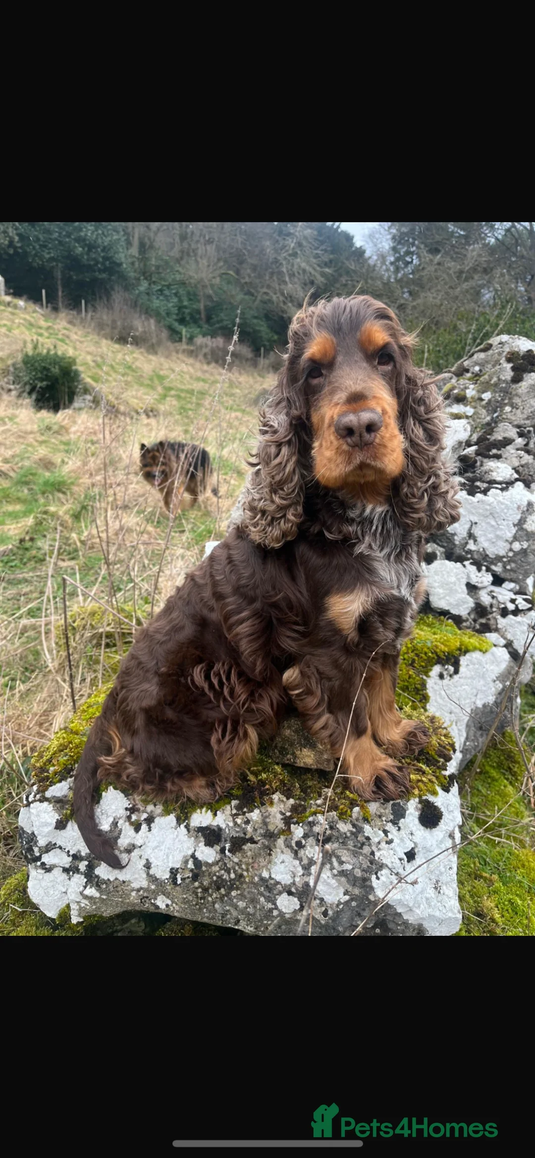 Cocker Spaniel dogs for sale: Beautiful show type cocker spaniels  in Denbigh - Advert 12