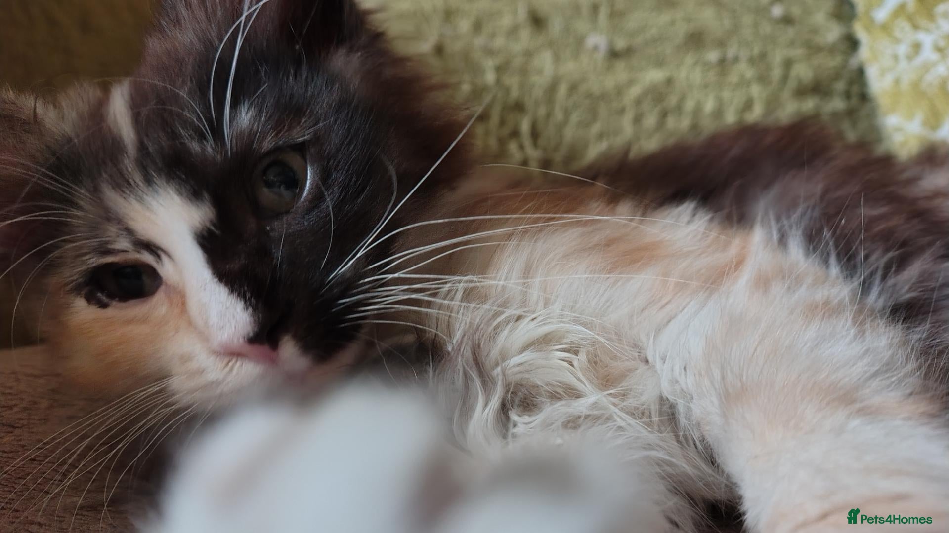 Norwegian Forest Cat cats Beautiful Norwegian Forest Kittens  - Advert 5