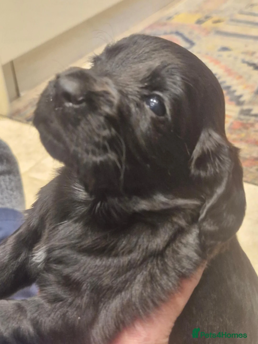 Cocker Spaniel dogs for sale: KC registered working cocker spaniels - Advert 10