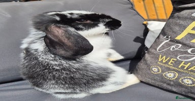 French Lop rabbits - Advert 5