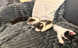 Domestic Shorthair cats for sale: short and long hair kittens ready to go - Image 6