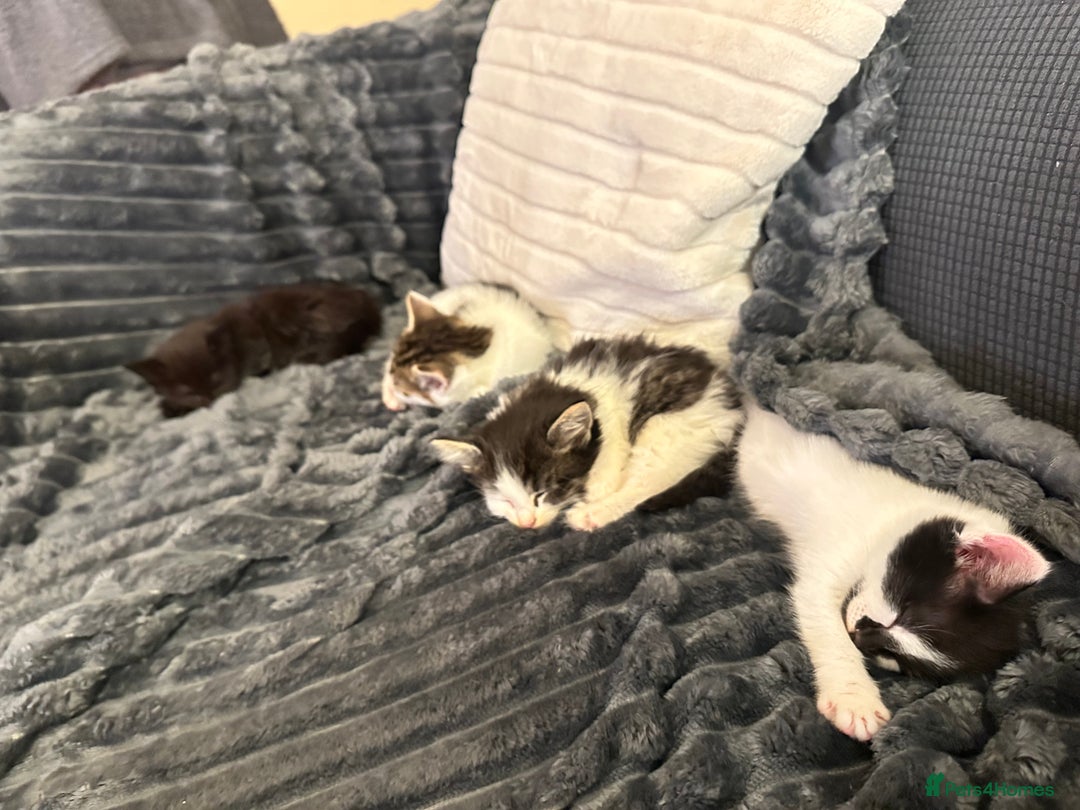 Domestic Shorthair cats for sale: short and long hair kittens ready to go - Image 6