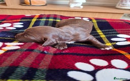 Sprocker dogs for sale: Sprocker puppies - Image 5