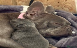 French Bulldog dogs for sale: 1 KC REG BOY LEFT 🩵🩵🩵 READY TO GO 🩵 in Basildon - Image 9