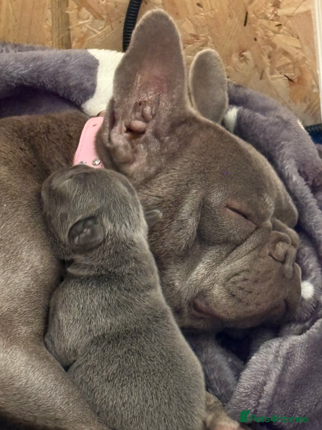 French Bulldog dogs for sale: 1 KC REG BOY LEFT 🩵🩵🩵 READY TO GO 🩵 in Basildon - Image 9