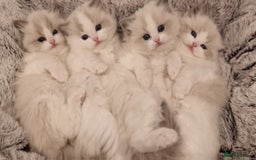 Ragdoll cats for sale: 🌸Stunning TICA🏆Kittens | Award winning cattery🌸 in Slough - Image 35