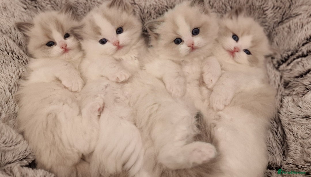 Ragdoll cats for sale: 🌸Stunning TICA🏆Kittens | Award winning cattery🌸 in Slough - Image 35