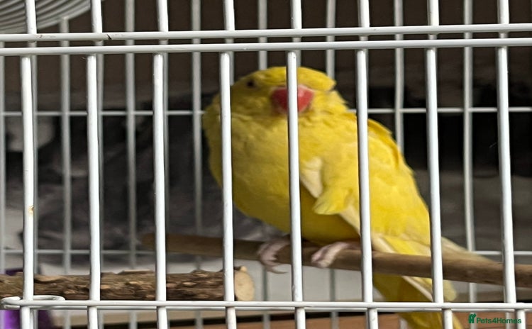 Ringnecks birds - Advert 11
