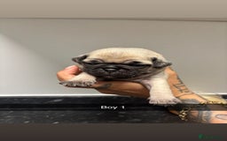 Pug dogs for sale: 5 lovely pug puppies in Redcar - Image 5