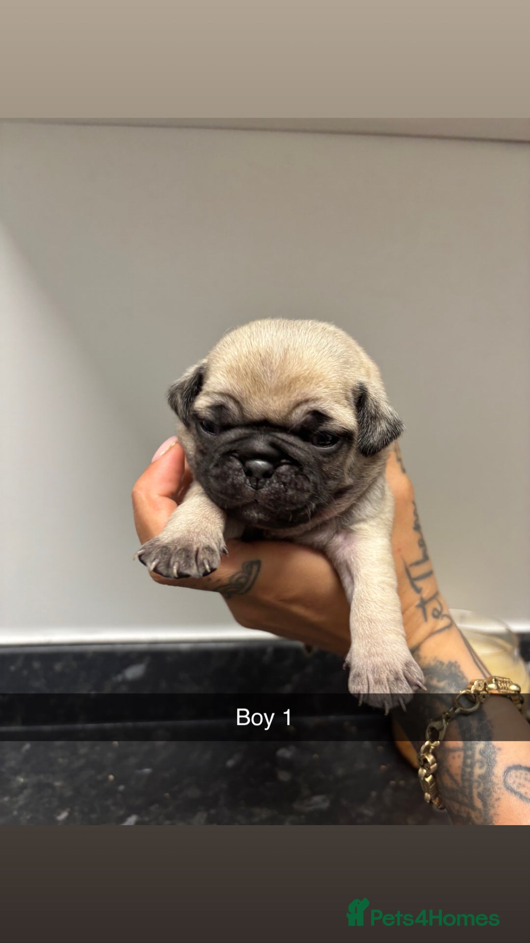 Pug dogs for sale: 5 lovely pug puppies in Redcar - Image 5