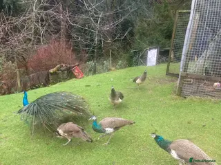 Peafowl poultry 11 month old Peafowl - 4 male 1 female in Matlock - Advert 2