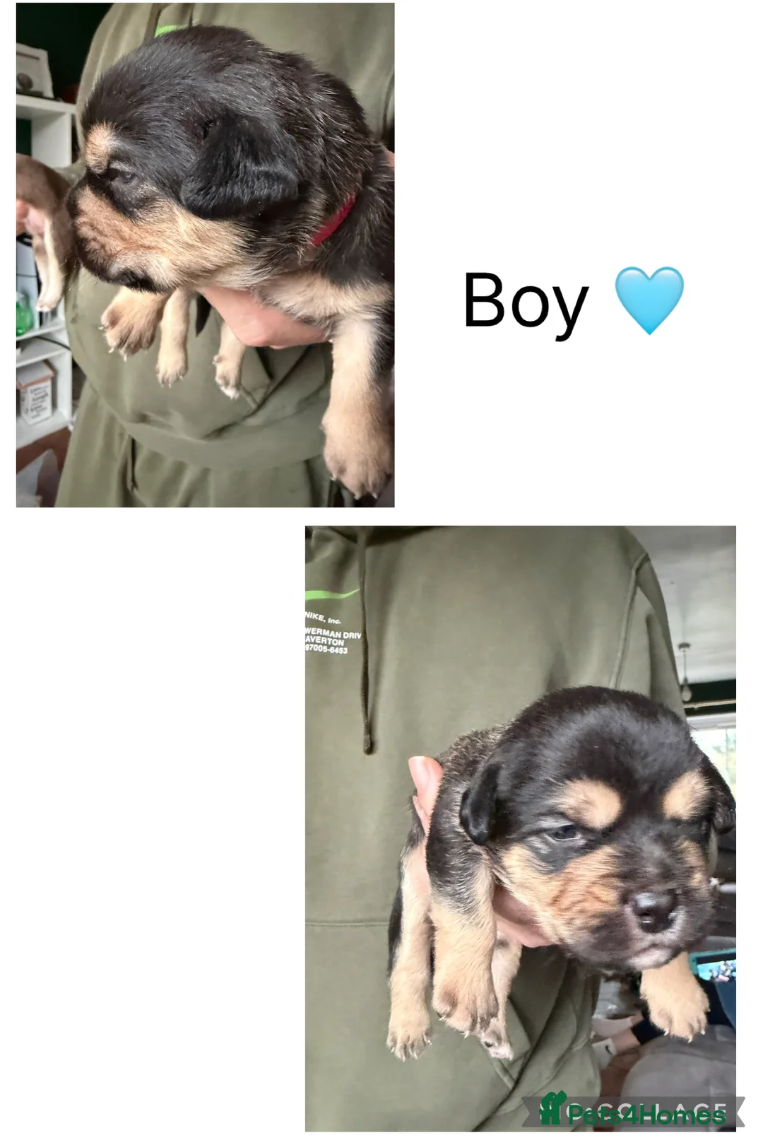 Mixed Breed dogs for sale: Shih-boodle - Advert 5