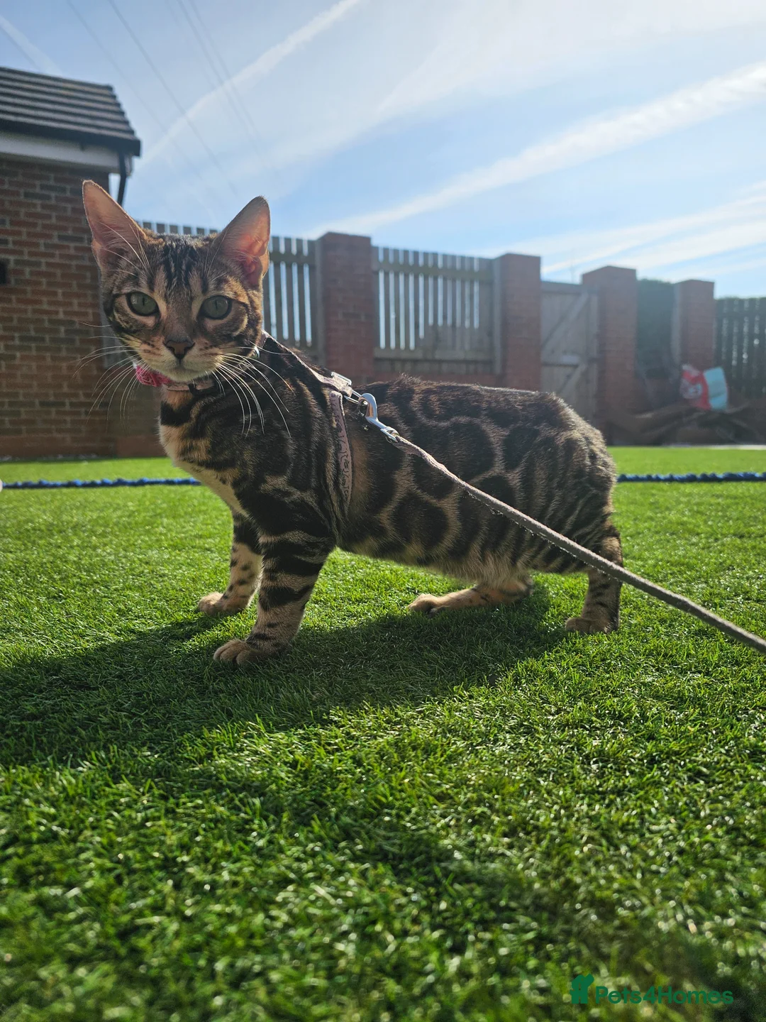 Bengal cats for sale: Nala the bengal in Blackpool - Advert 2