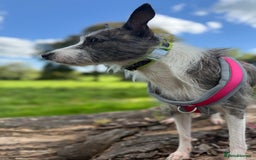 Mixed Breed dogs for adoption: FOR ADOPTION - BUBBA – BEAFORD, DEVON  - Image 10
