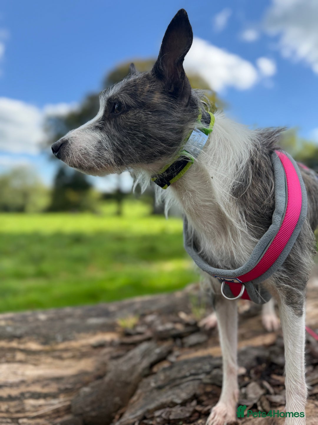Mixed Breed dogs for adoption: FOR ADOPTION - BUBBA – BEAFORD, DEVON  - Image 10
