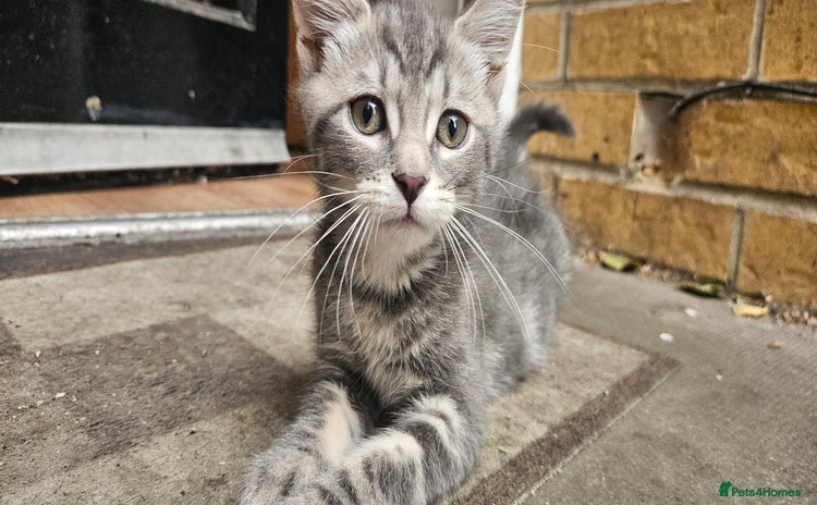 Mixed Breed cats - Advert 16